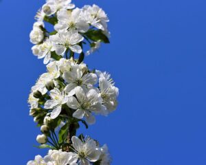 投稿についてもっと詳しく 4月のオーディオ